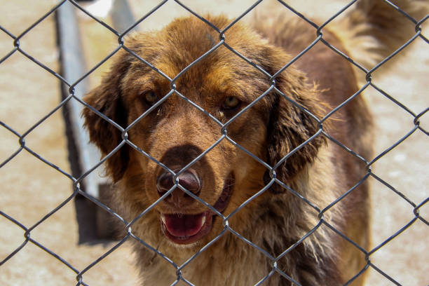 istock A dog look behind fence 1429329602