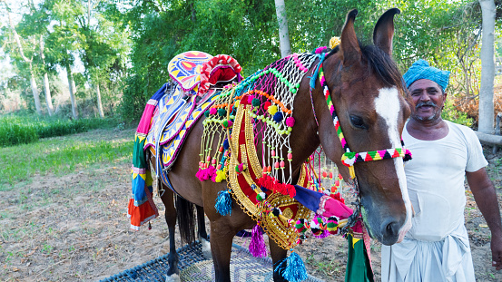 Bhinmal Rajasthan, India - May 23, 2017 : Decorated Horse for wedding in Indian rural village.