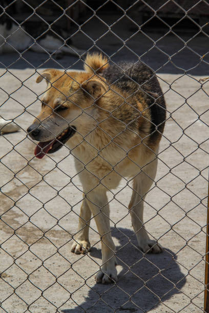 istock A lovely dog with one hand 1429329778