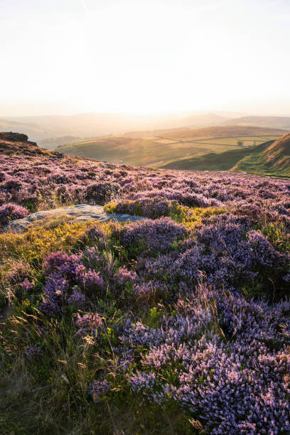 istock Absolutely beautiful sunset landscape image looking from Higger Tor in Peak District across to Hope Vally in late Summer with heather in full purple bloom 1429329918
