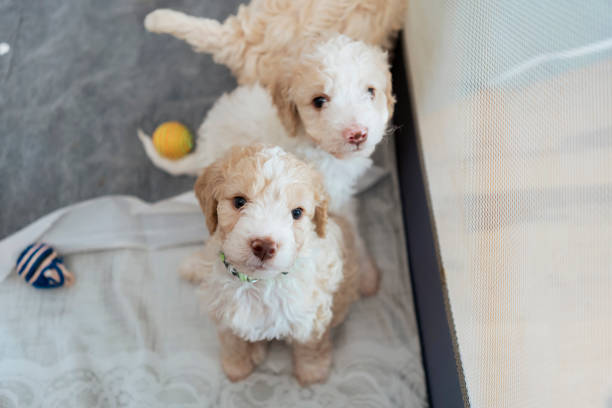 Group of  puppies Group of Lagotto puppies in pet bed lagotto romagnolo stock pictures, royalty-free photos & images