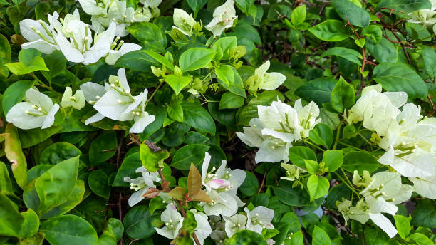 bougainvillea flowers have a positive meaning.