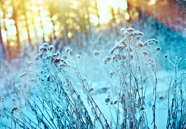 istock Winter landscape.Winter scene 1429337485