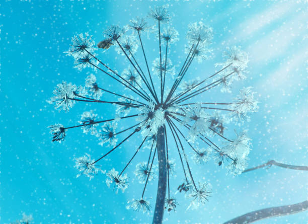 Crystal snow-flowers against the blue sky. Winter wonder of nature crystals of frost.Winter scene landscape
