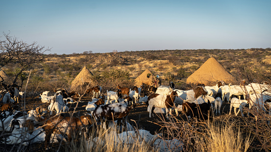 Himba village at sunrise near Kamanjab in Namibia, Africa.