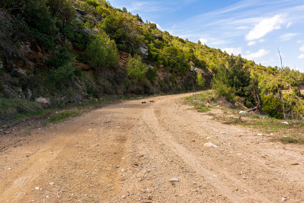 istock Two patient turtles traveling on a dirt road 1429342433