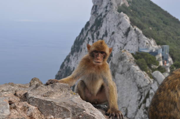istock Monkeys of Gibraltar 1429342479