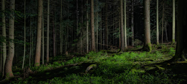 istock Dark landscape Black Forest background - Mystical forest with fir trees, spruce trees and blueberry plants at night 1429347121