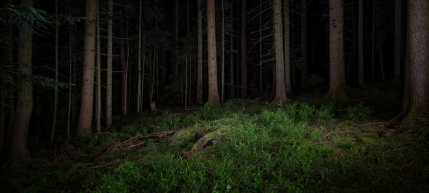 istock Dark landscape Black Forest background - Mystical forest with fir trees, spruce trees and blueberry plants at night 1429347125