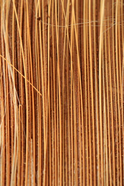 Close up and texture of brown dry sago leaf midrib. Texture background.