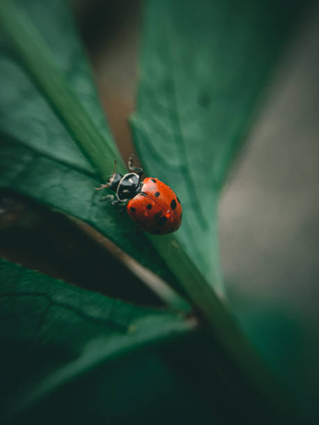 owad w natury - ladybug grass leaf close up zdjęcia i obrazy z banku zdjęć