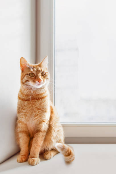 Curious ginger cat sits on window sill. Fluffy pet at home. Domestic animal on vertical banner with copy space. stock photo