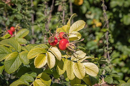 Rose hip fruit on a sunny autumn day. The plants grows normally close to beaches in sandy soils and are popular for making jam and wine