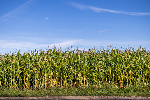 Corn Field in Summer
