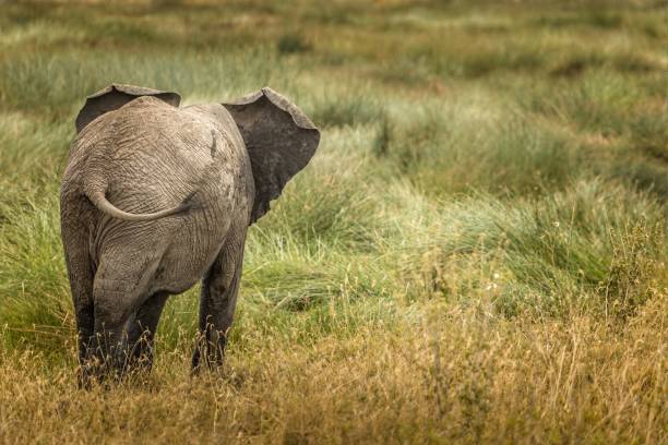 samotny słoń na sawannie serengeti wypatruje innych słoni - safari animals elephant rear end animal nose zdjęcia i obrazy z banku zdjęć