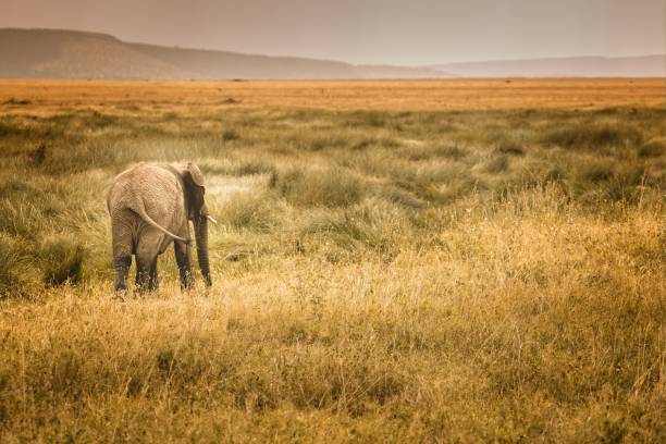 éléphant solitaire dans la savane du serengeti à la recherche de ses compagnons éléphants - safari animals elephant rear end animal nose photos et images de collection