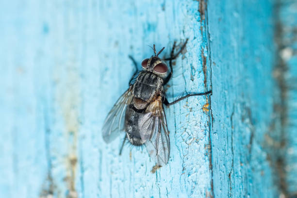 istock House fly, Fly, House fly on leaf.. 1429352860