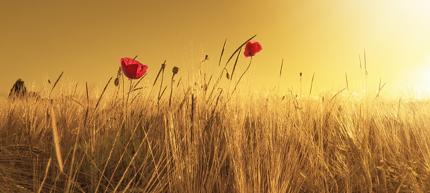 Beautiful landscape from golden field of Barley with Red Poppies (Papaver) in the warm light of the rising sun, panoramic background banner panorama