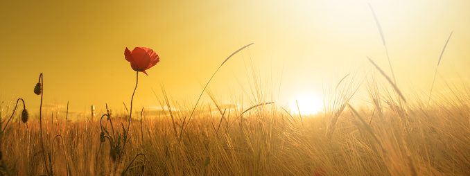 Beautiful landscape from golden field of Barley with Red Poppies (Papaver) in the warm light of the rising sun, panoramic background banner panorama