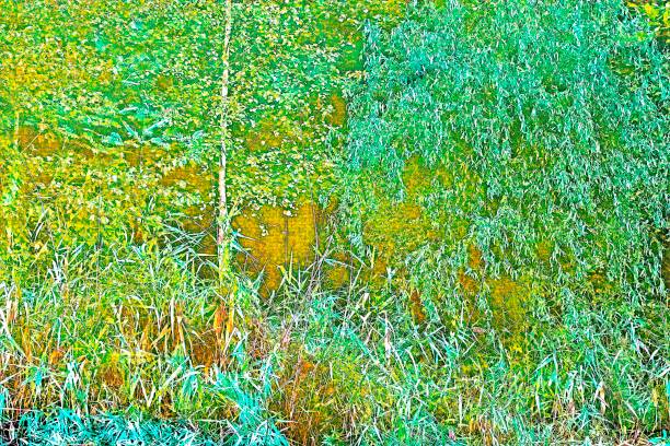 Green Trees And Plants Abstract Background At Amsterdam The Netherlands 21-9-2022