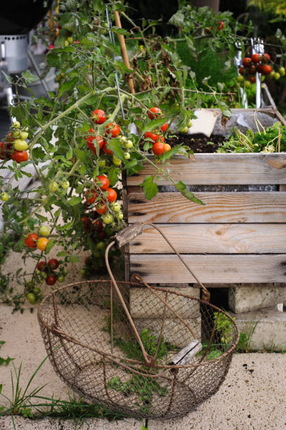 istock Tomatoes in wooden box 1429359056
