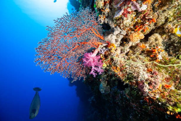 Vertical Paradise, Colorful Biodiversity Deep Down, Palau, Micronesia