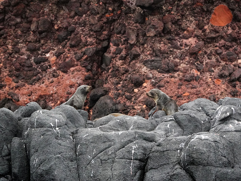 Two young New Zealand Fur Seals on rocks