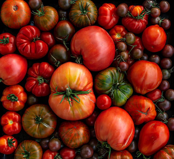 tomates multicolores de diferentes tamaños y tipos, vista superior, composición horizontal. tomates frescos, crudos y coloridos de diferentes tamaños y tipos. tomates ligeramente agrietados de madurez y jugosidad - heirloom tomato tomato vegetable fruit fotografías e imágenes de stock