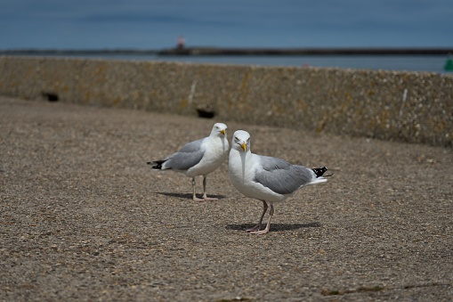 two hungry and aggressive  seagulls