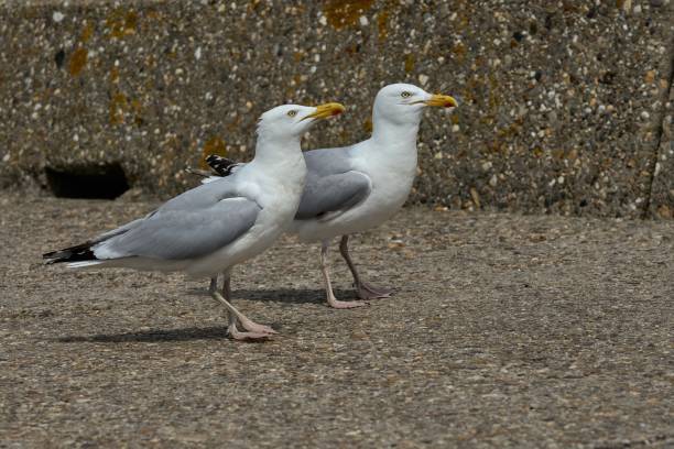 istock two seagulls on the exposed aggregate concrete harbor wall in Ijmuiden 1429362405