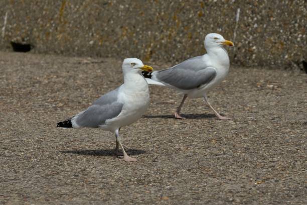 istock two seagulls on the exposed aggregate concrete harbor wall in Ijmuiden 1429362445