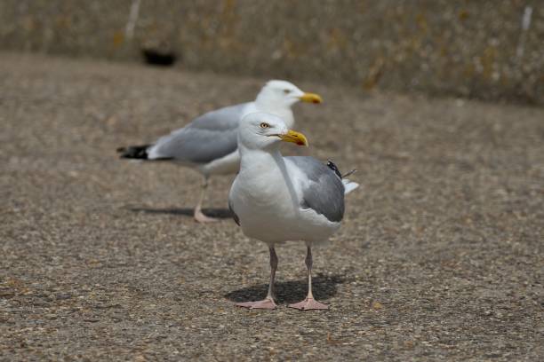 istock two seagulls on the exposed aggregate concrete harbor wall in Ijmuiden 1429362480