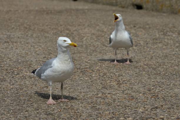 istock two seagulls on the exposed aggregate concrete harbor wall in Ijmuiden 1429362595