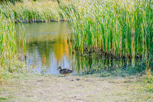 Ducks enjoying the wetlands at the assiniboine forest