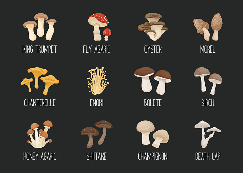 Vector Edible and Poisonous Inedible Mushrooms. Hand Drawn Cartoon Mushroom Icon Set. Different Mushrooms Isolated. Fly Agaric, Champignon, Death Cap, Shiitake, Enoki, King Trumpet, Bolete.