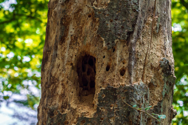 Hollow in the trunk of an old tree