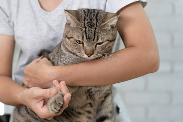 istock Woman hugging cute tabby cat. 1429373080