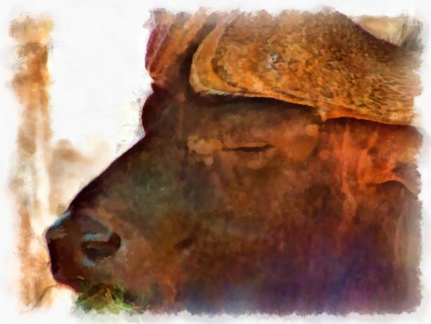 istock head of wild buffalo watercolor style illustration impressionist painting. 1429374036
