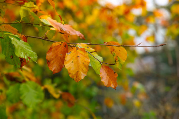 istock Autumn forest in Slovakia 1429375590