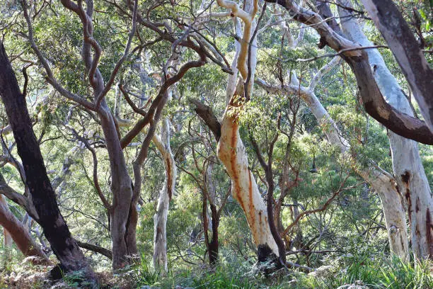 Sandstone gully sclerophyll forest of Scribbly Gum, Eucalyptus haemastoma, and Sydney Red Gum, Angophora costata, with an understory of Bracken Fern, Pteridium esculentum, in Sydney, NSW, Australia