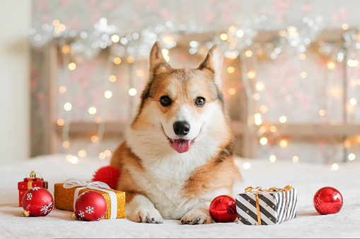 Corgi dog with gifts and Christmas decorations against the garland lights background. New Year and Christmas concept. Waiting for the holiday.