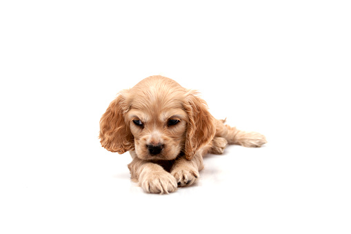 Cocker Spaniel Puppy isolatedn on white