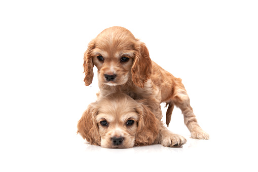 Cocker Spaniel Puppies on white background