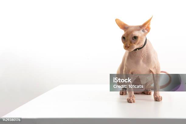 Red Sphinx Cat Sitting On White Desk Stock Photo - Download Image Now - Animal, Animal Body Part, Animal Hair