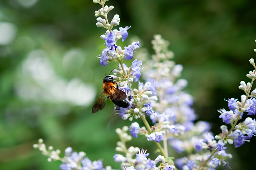 A honey bee gathering honey on flowers of chaste tree in the garden. vitex agnus-castus, Japan