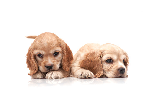 Cocker Spaniel Puppies on white background