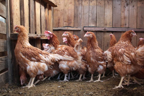 istock brown chickens on the farm sick feathers poultry farm egg veterinary 1429382096