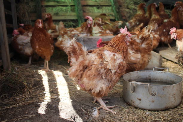 istock brown chickens on the farm sick feathers poultry farm egg veterinary 1429383553