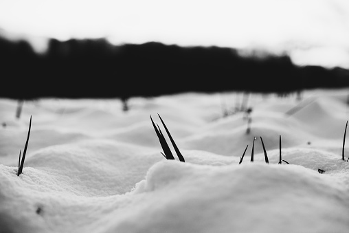 Early Spring, Frozen grass close up, Clump of grass poking through melted snow. Black and white contrast photo of grass and snow.