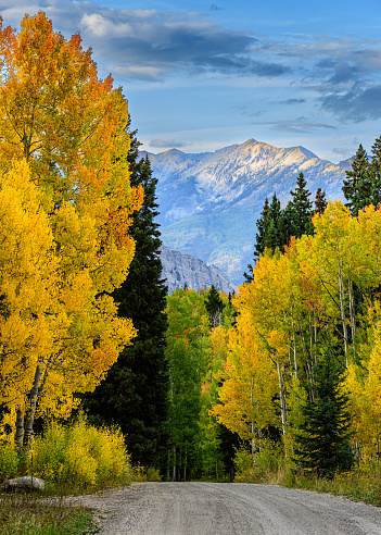 Fall foliage on Kebler Pass near Crested Butte, Colorado. Autumn scenery in the Rocky Mountains of Colorado.